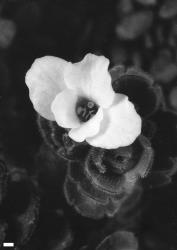 Veronica birleyi. Flower. Scale = 1 mm.
 Image: P.J. Garnock-Jones © Phil Garnock-Jones CC-BY-NC 3.0 NZ
